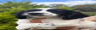 Sprocker 5