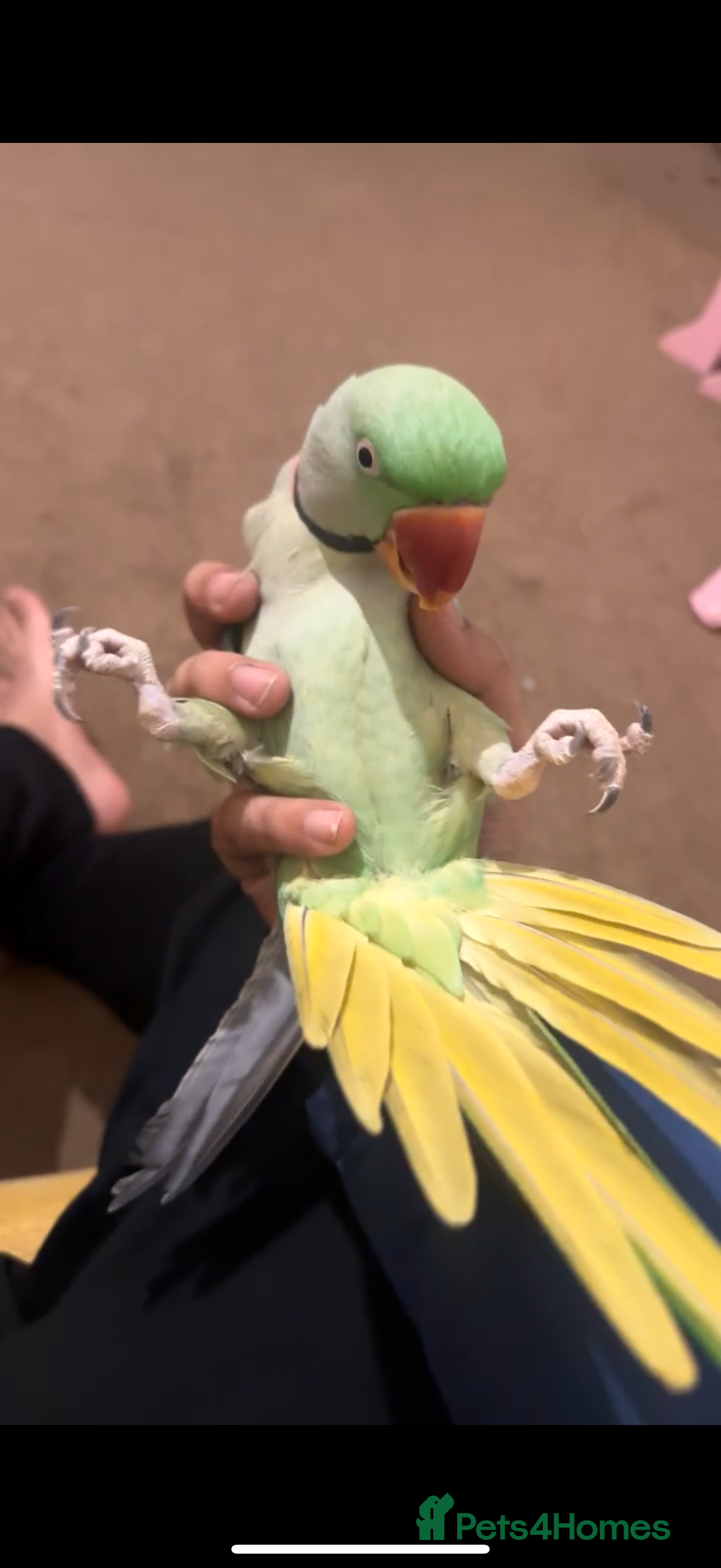 Budgerigars birds Silly tame handreared alexandrine male parrot  - Advert 3