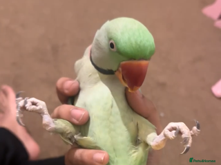 Budgerigars birds Silly tame handreared alexandrine male parrot - Advert 1