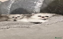 Persian cats for sale: 3 Pure bred male Persian kittens for sale  - Image 10