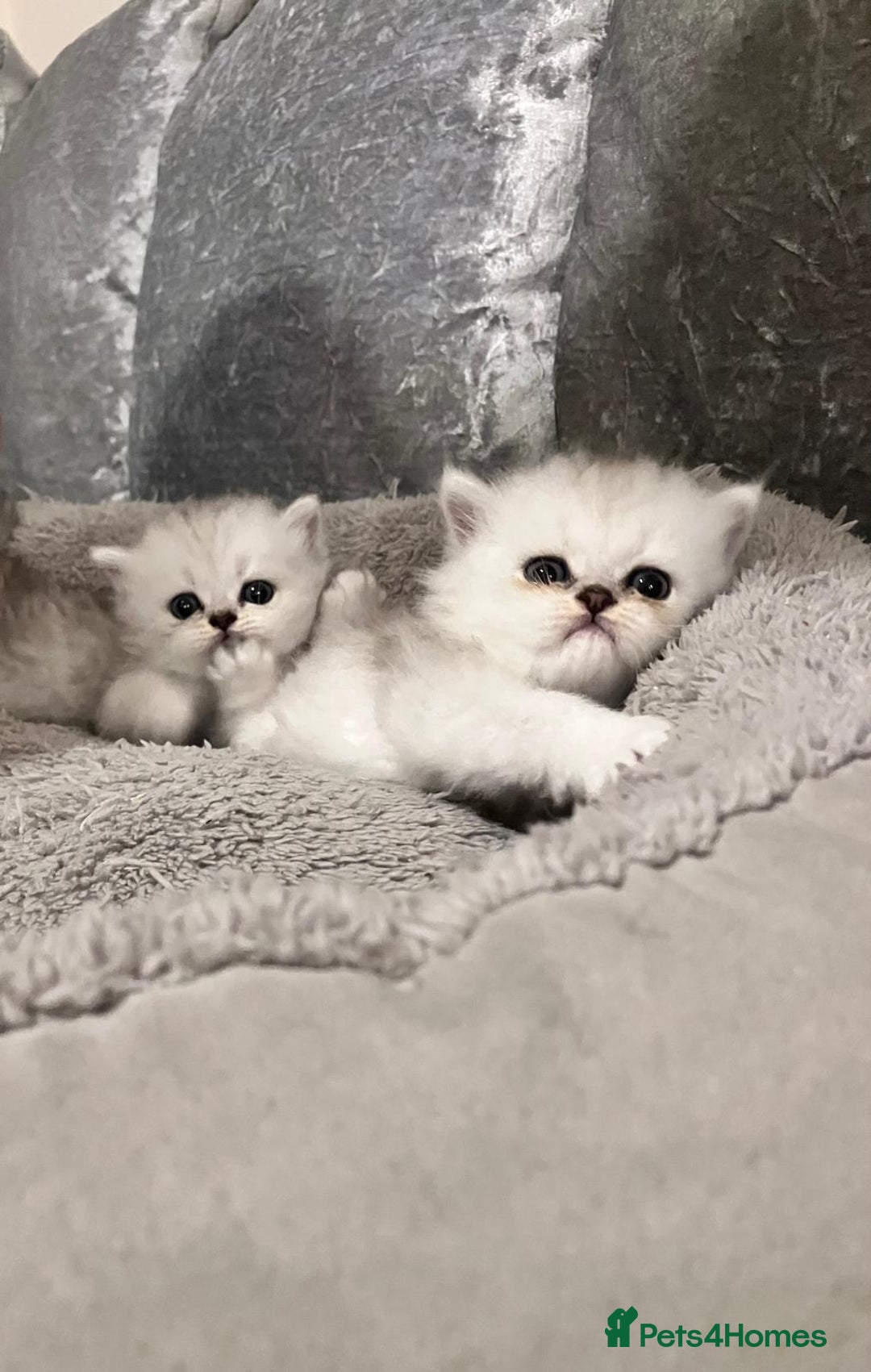 Persian cats for sale: 3 Pure bred male Persian kittens for sale  - Image 10