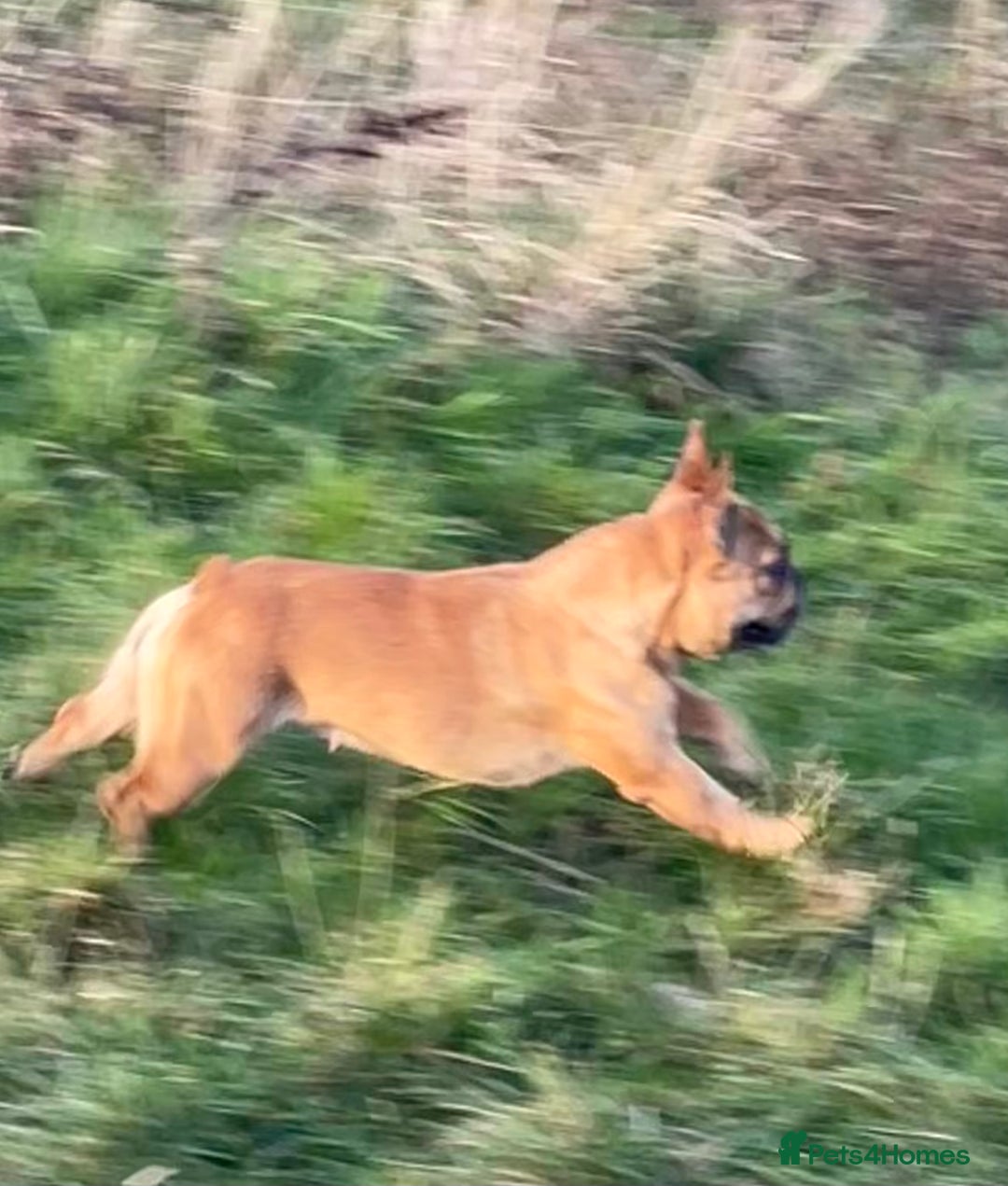 French Bulldog dogs for sale: KC REGISTERED HEALTH TESTED FRENCH BULLDOG  - Advert 4