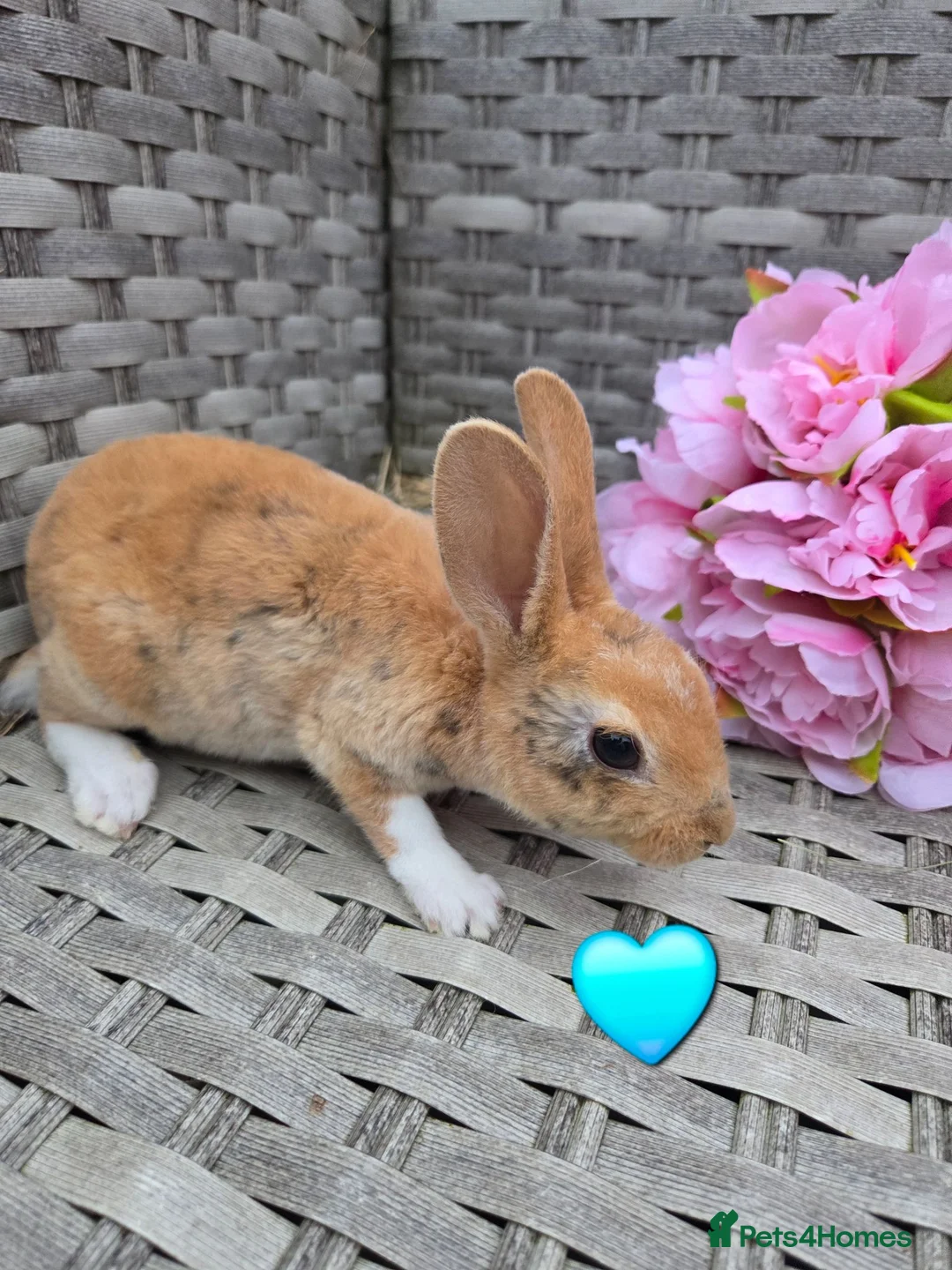 Rex rabbits for sale: 🐰Beautiful mini rex babies ready now 🐰 - Advert 1