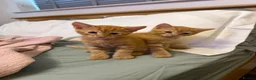 Mixed Breed cats for sale: 3 Playful & Sociable Ginger Kittens   - Advert 5