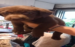 Labrador Retriever dogs for sale: Chunky Chocolate kc reg Labradors  - Image 3