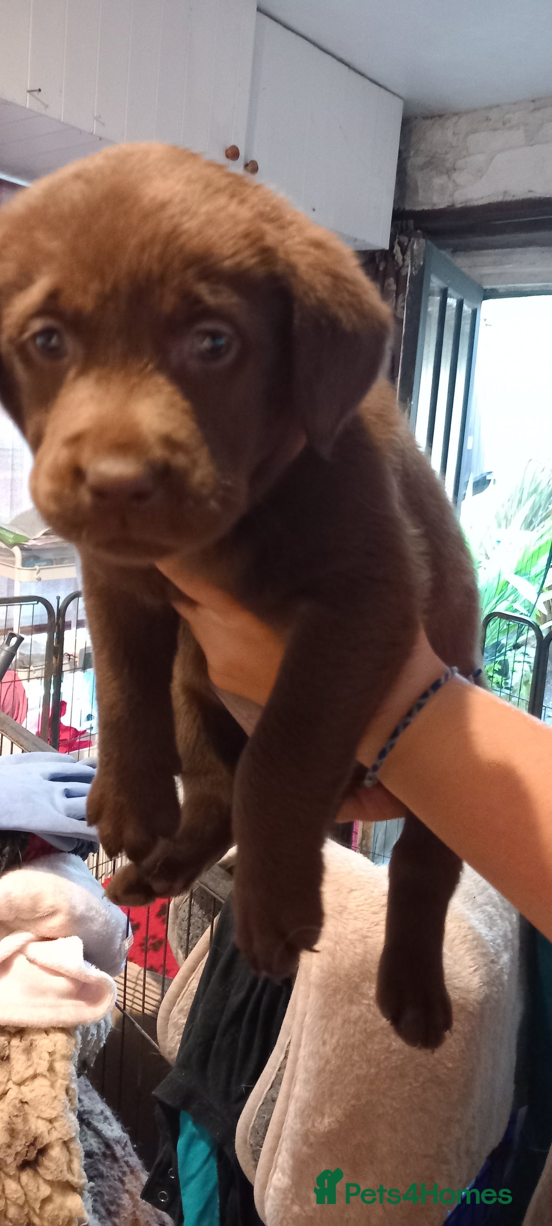 Labrador Retriever dogs for sale: Chunky Chocolate kc reg Labradors  - Image 3