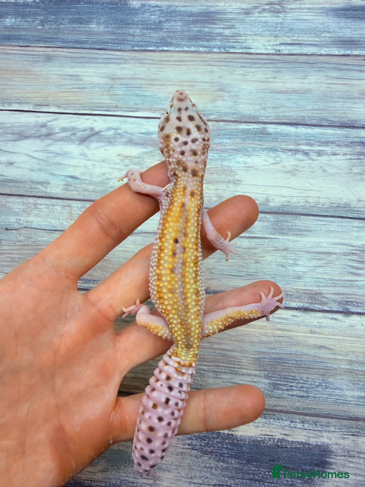 Leopard Gecko reptiles Breeding groups and some juniviles cb26 - Advert 2