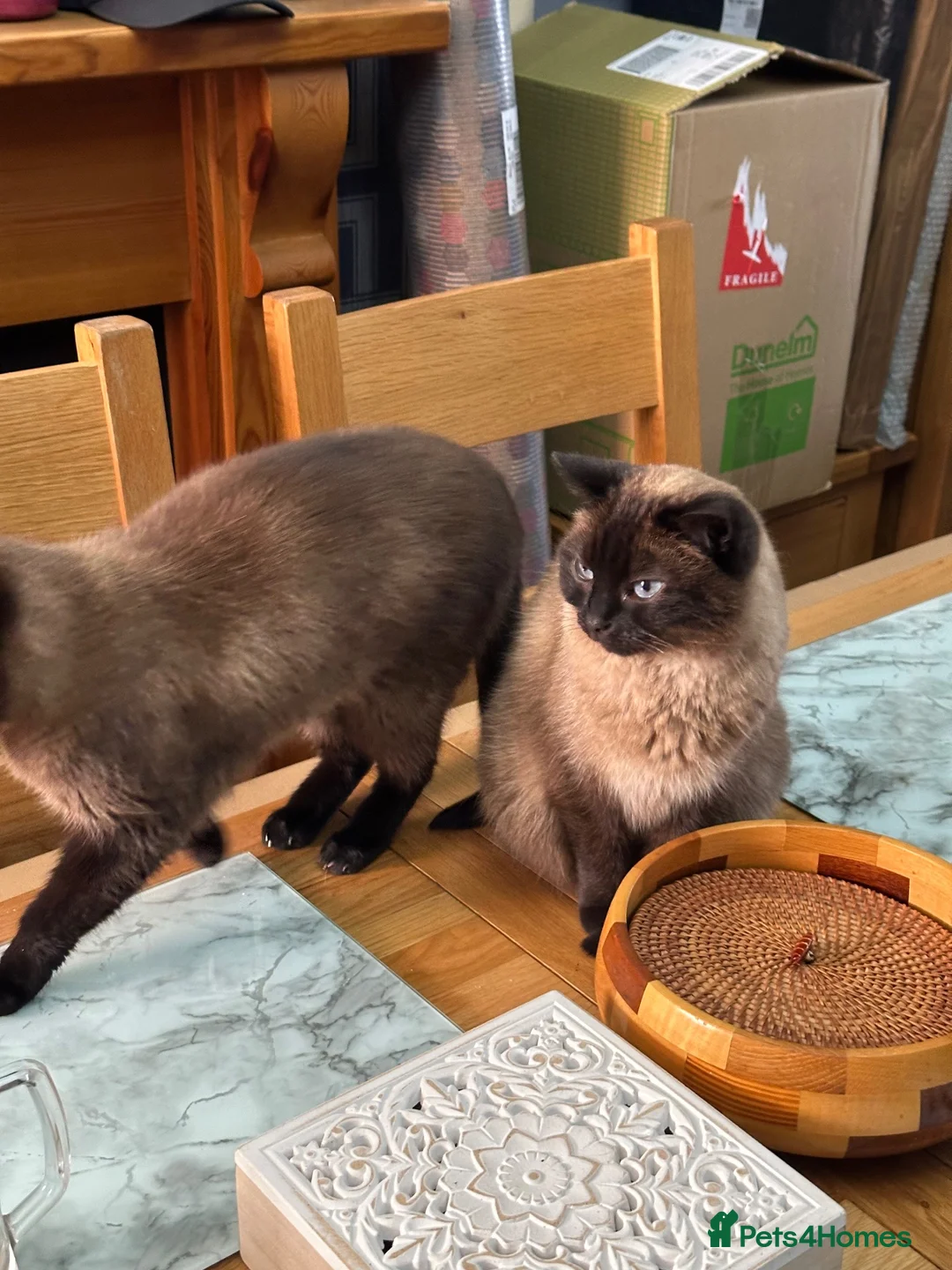 Ragdoll cats for sale: 2 adult ragdoll cats  in Manchester - Advert 6