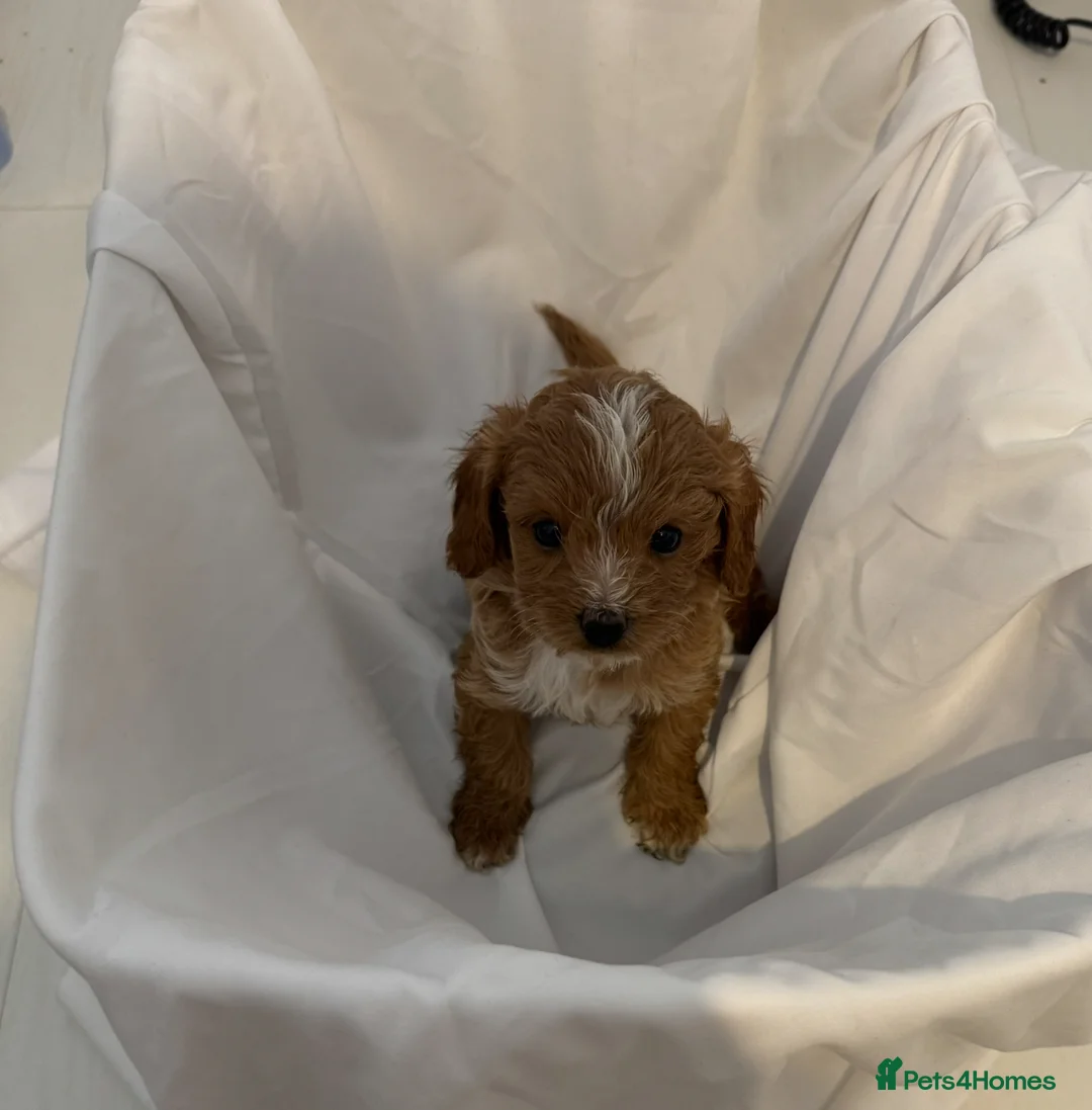 Cavapoo dogs for sale: Asian toy poodle x toy cavapoo puppies  in Brentford - Advert 2