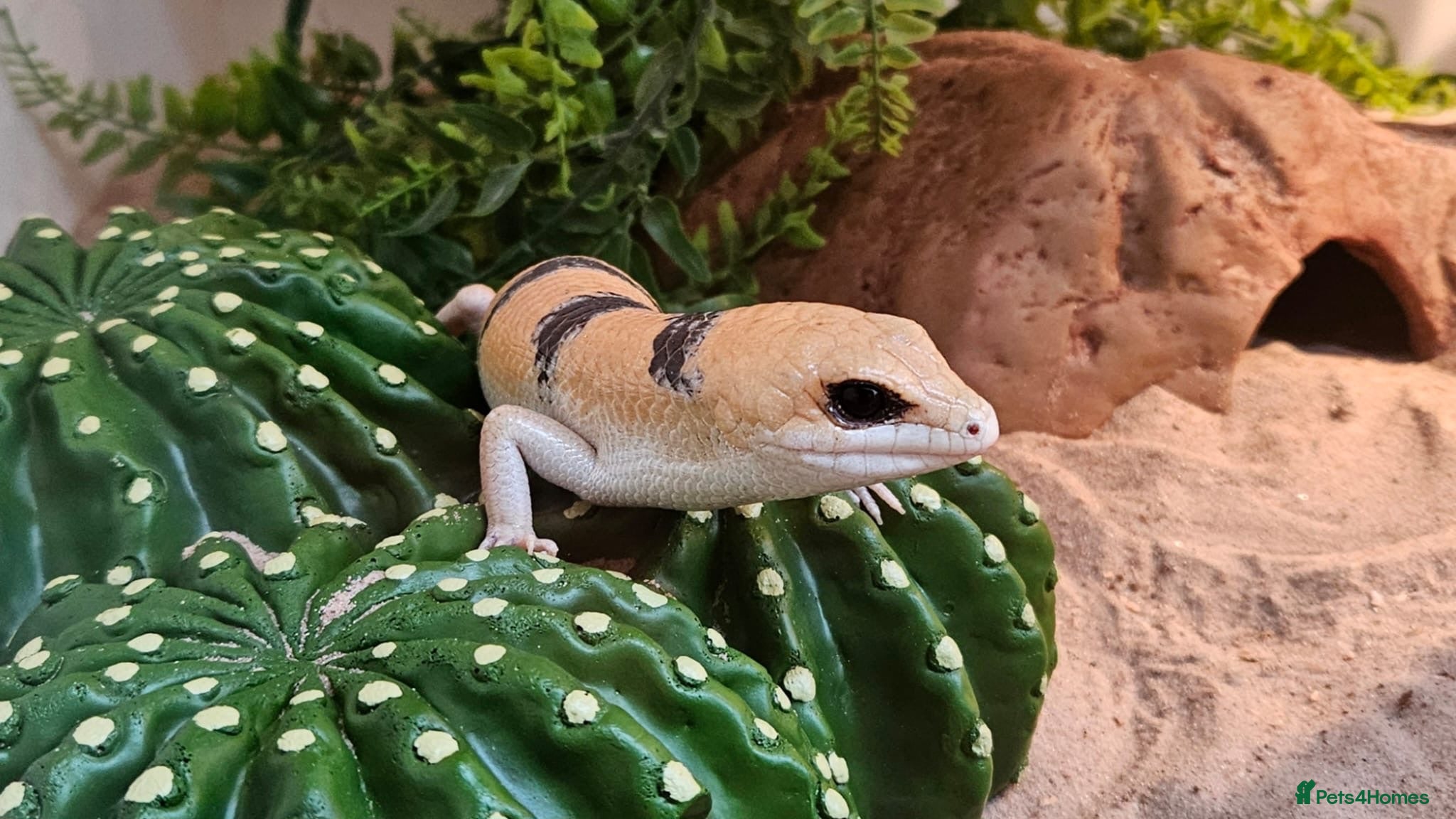 Skink reptiles Peter’s Banded Skinks + Set Ups - Advert 4
