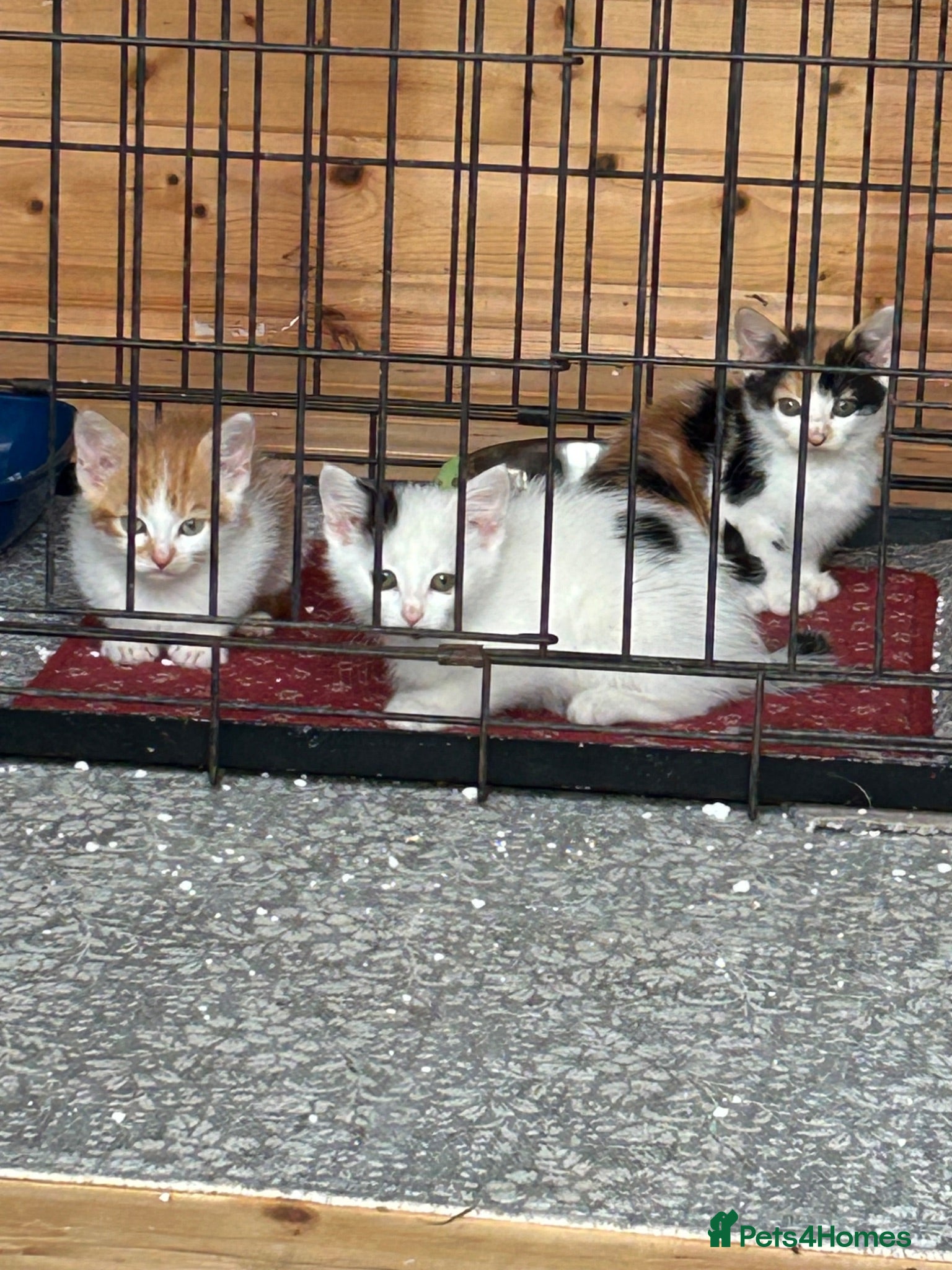 Mixed Breed cats Kittens born on the farm - Advert 2