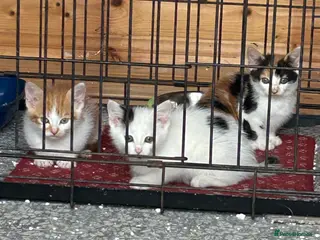 Mixed Breed cats Kittens born on the farm - Advert 2