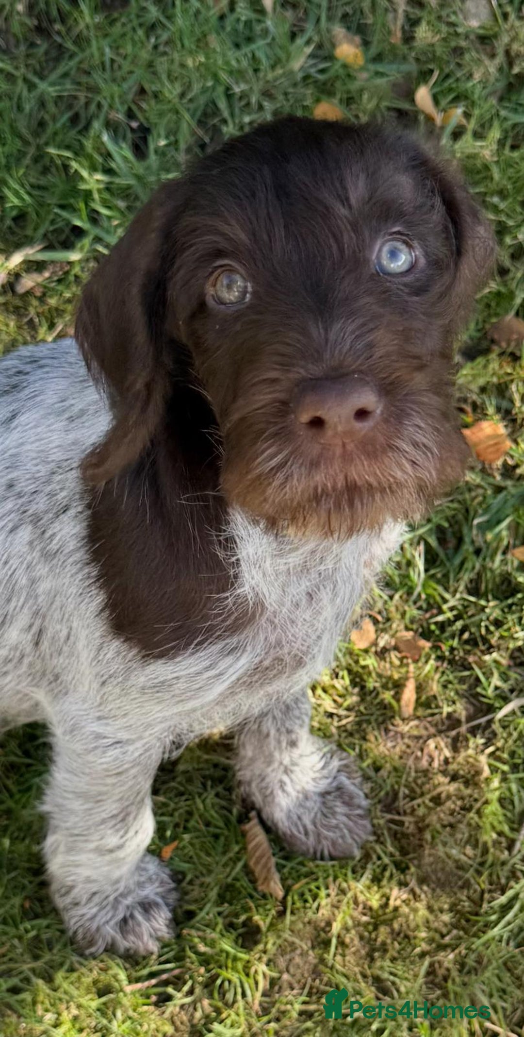 German Wirehaired Pointer dogs for sale: Beautiful GWP Pups For Sale Bred For Their Nature - Image 14