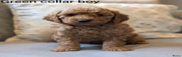 Cockapoo dogs for sale: Adorable Cockapoo puppies - Advert 5