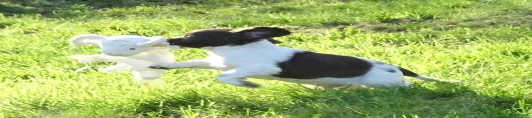 English Springer Spaniel Puppy 1