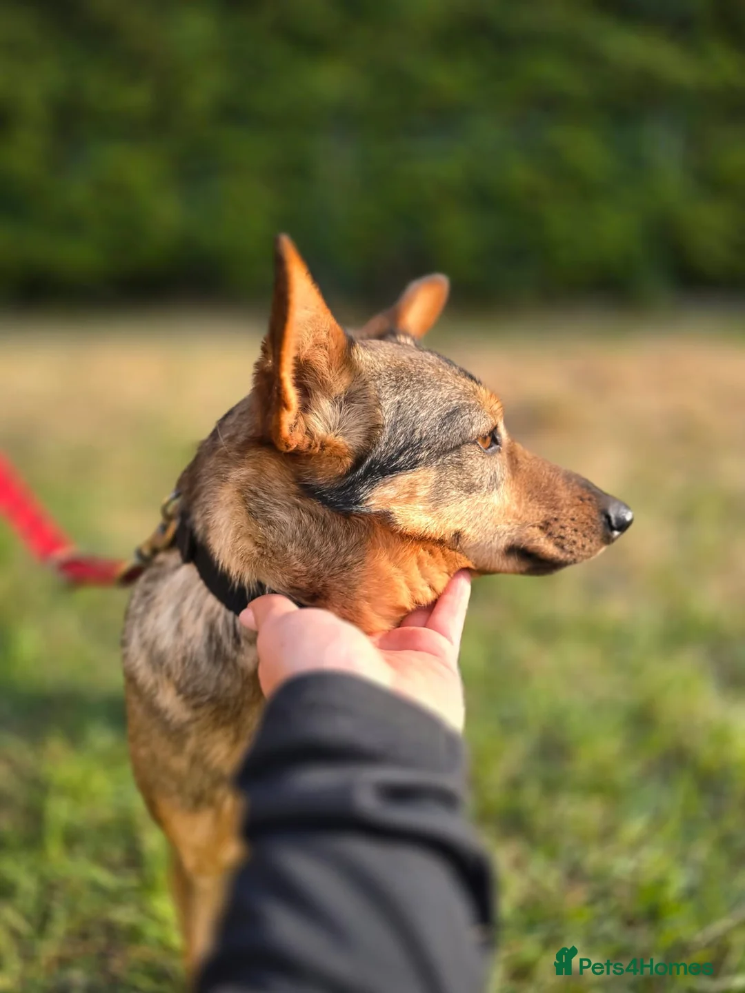 Mixed Breed dogs for adoption: ❤️🐶 PATTY– SHE LOOKS INTO YOUR EYES & UNDERSTANDS in Burton-on-Trent - Advert 2