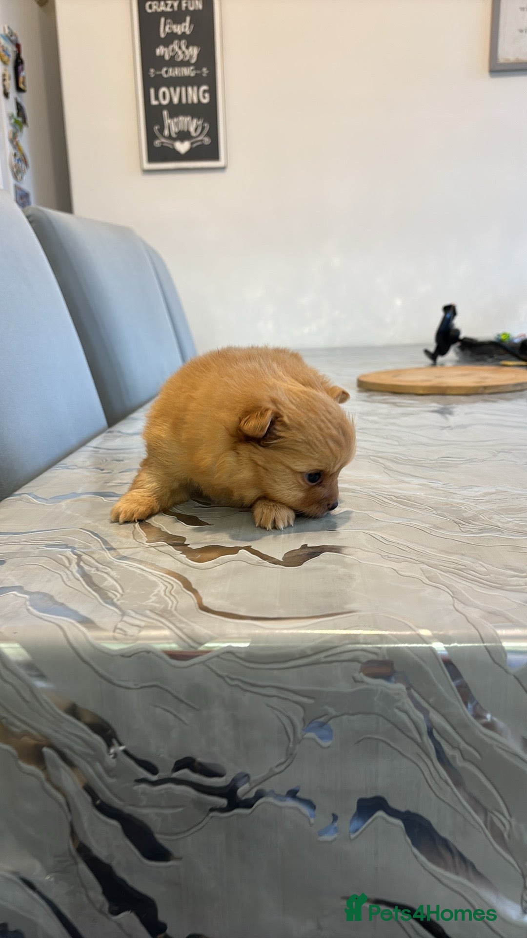 Mixed Breed dogs for sale: Pomeranian mixt with bichon - Advert 15