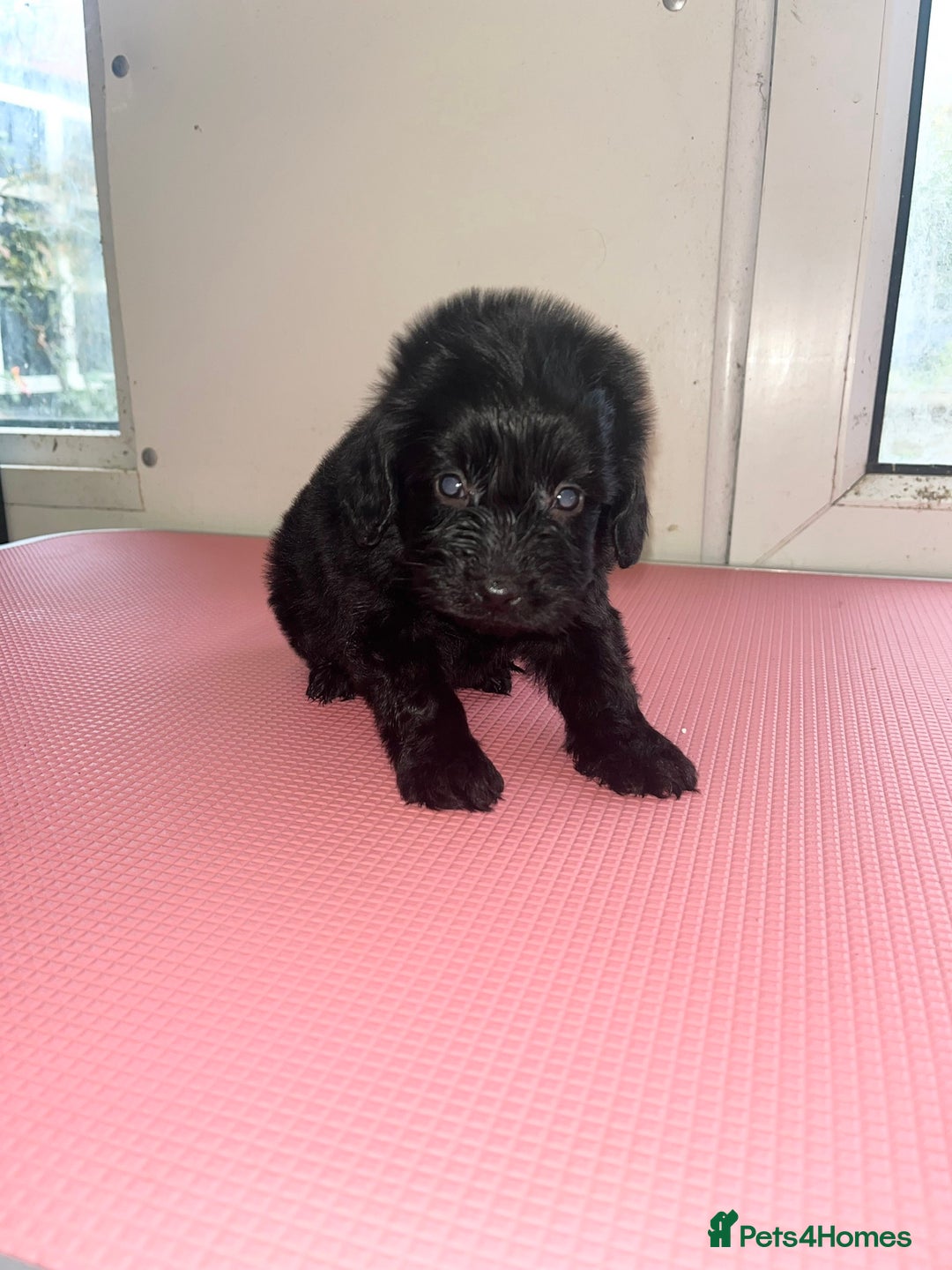 Cockapoo dogs for sale: cockapoo puppies for sale  - Image 2