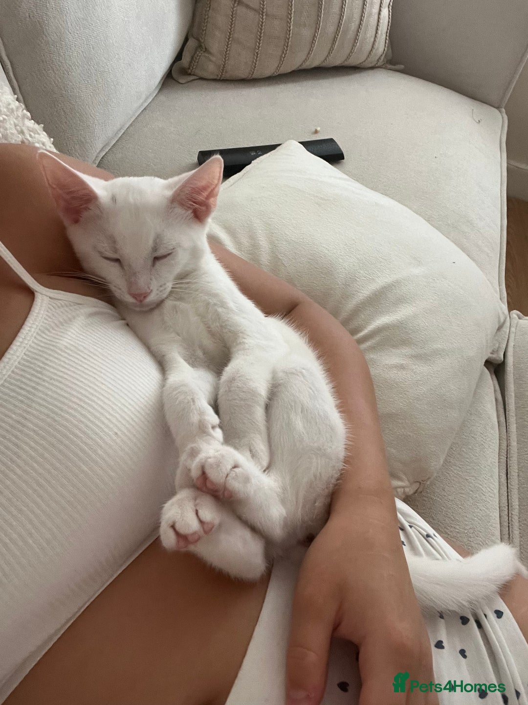 American Shorthair cats for sale: Prince  - Image 10