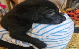Labrador Retriever dogs for sale: Fantastic working bloodline kc labradors! - Image 18