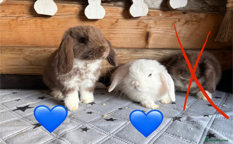 Mini Lop rabbits - Advert 14