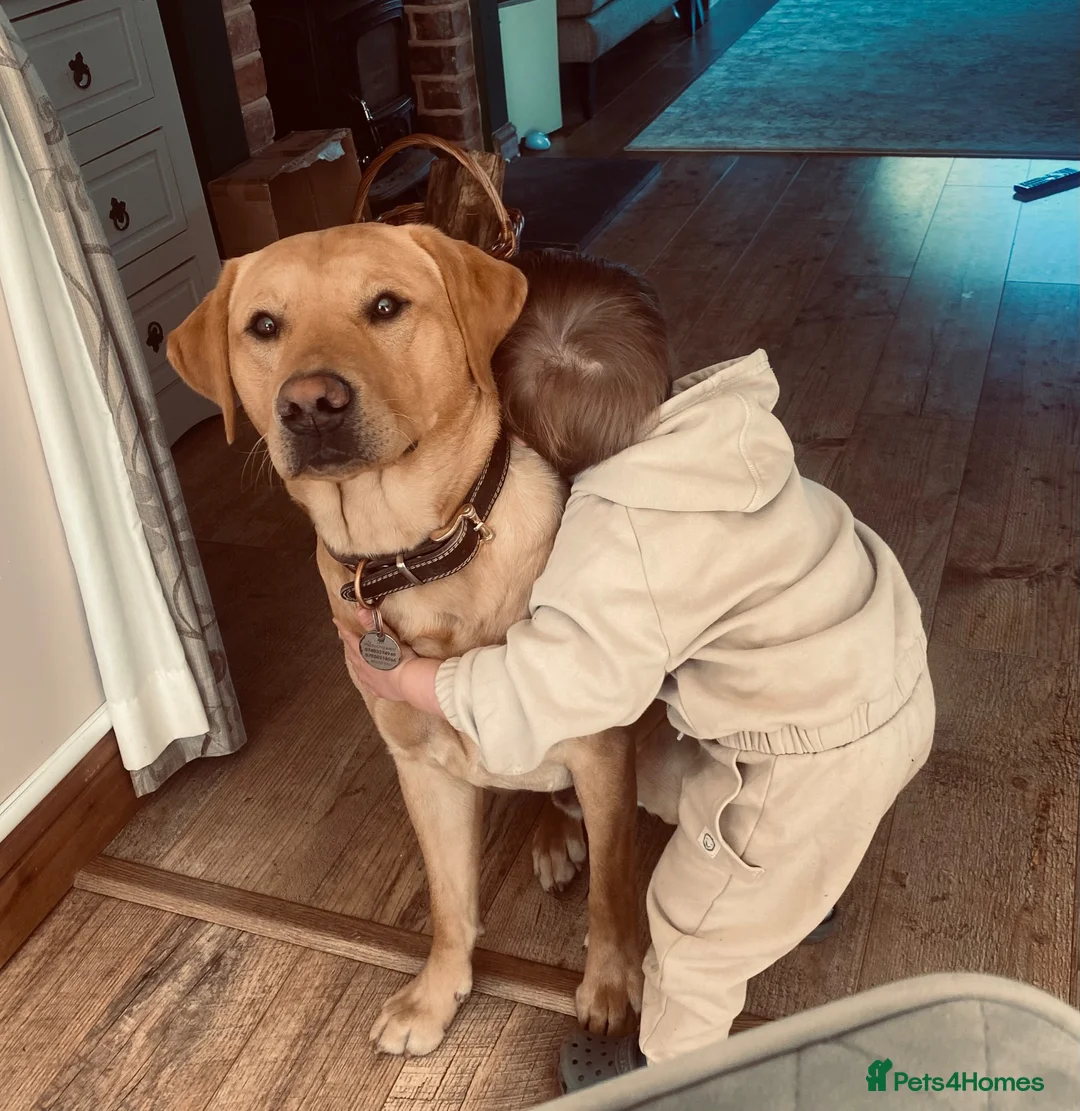 Mixed Breed dogs for sale: Beautiful cockapoo x Labrador puppies in Bridgnorth - Advert 2