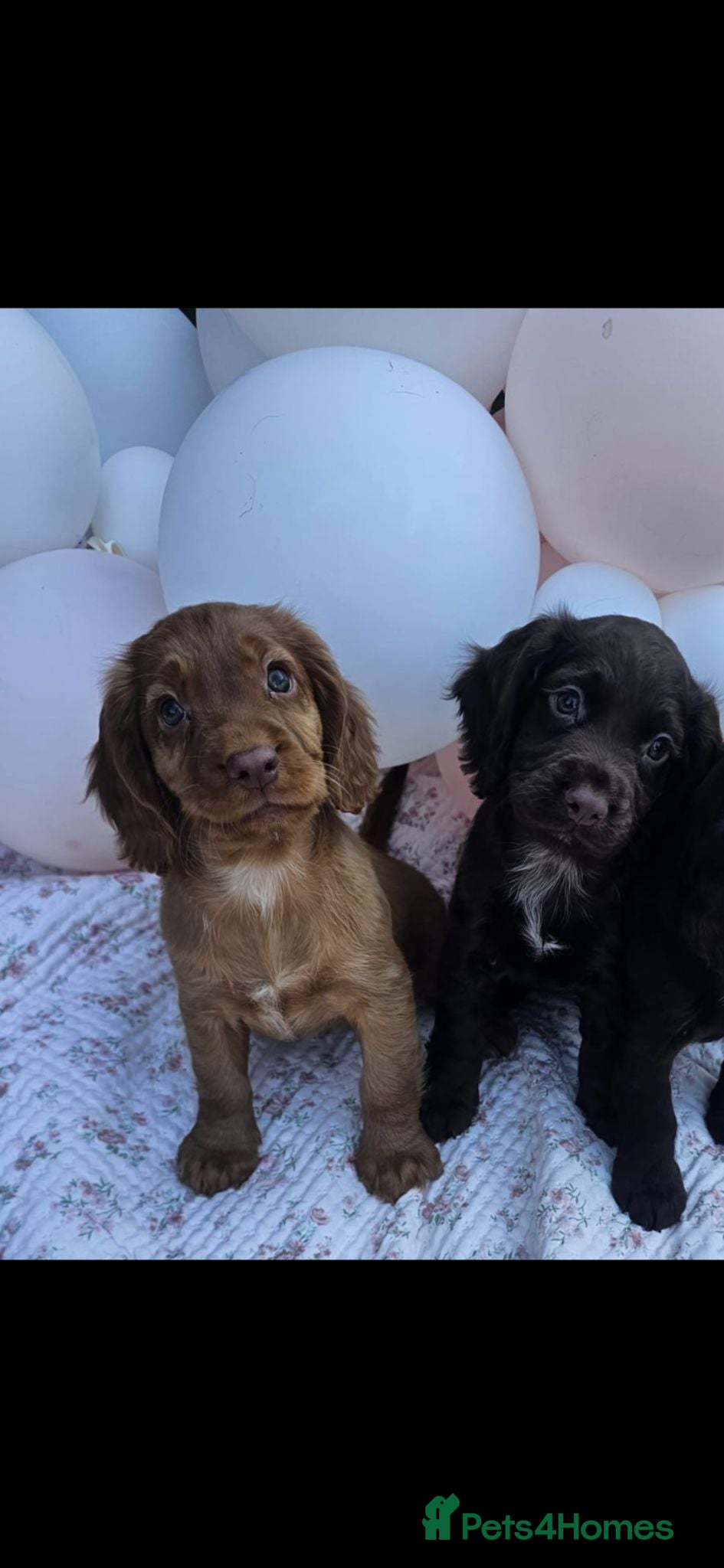 Cocker Spaniel dogs Countryside raised kc reg working cocker spaniel   - Advert 2