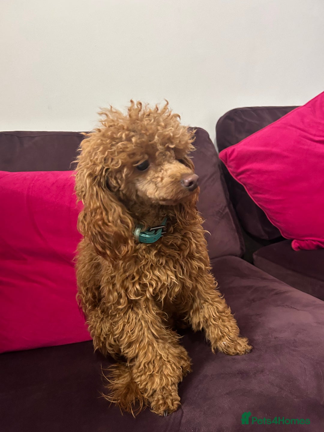 Toy Poodle dogs for sale: Lady red Kc toy poodle female  - Image 11
