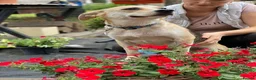 Mixed Breed dogs for adoption: ❤️CARAMEL- 11 months old low-medium sunshine girl - Advert 8