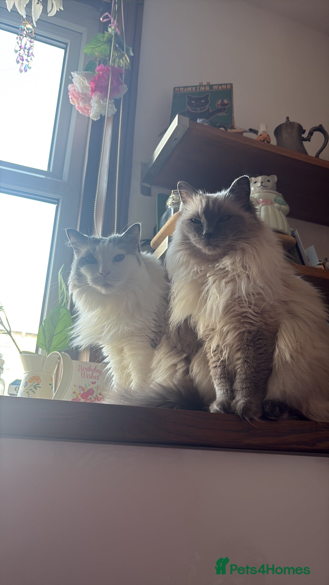 Ragdoll cats for sale: Two loving beautiful rag dolls  - Advert 5
