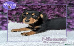Dachshund dogs for sale: Miniture dachshund pups ready now  - Image 11