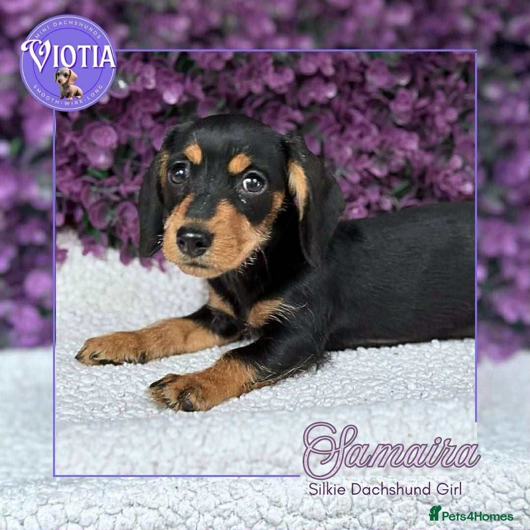 Dachshund dogs for sale: Miniture dachshund pups ready now  - Image 11