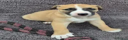 Mixed Breed dogs for sale: Lurcher bull puppies for sale - Advert 28
