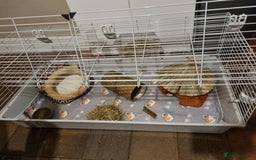 Guinea Pig rodents for sale: 2x female baby guinea pigs and accessories  - Image 4