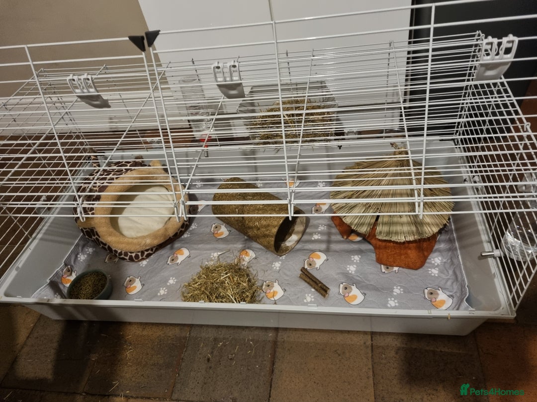 Guinea Pig rodents for sale: 2x female baby guinea pigs and accessories  - Image 4