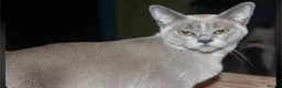 Burmese cats for sale: Affectionate Burmese boys - Advert 2