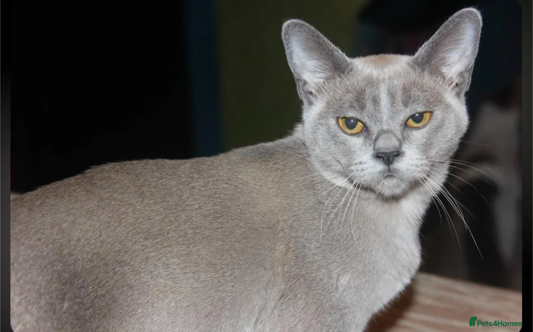 Burmese cats for sale: Affectionate Burmese boys - Advert 2