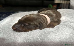 Dobermann dogs for sale: Beautiful litter of Doberman puppies  - Image 11