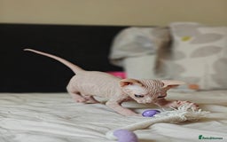 Sphynx cats for sale: Pedigree Sphynx Kitten in Bedford - Image 14