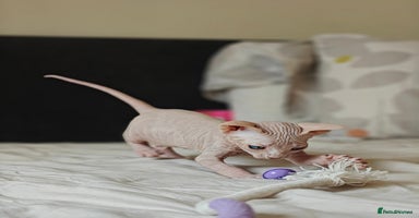 Sphynx cats in Bedford - Advert 5