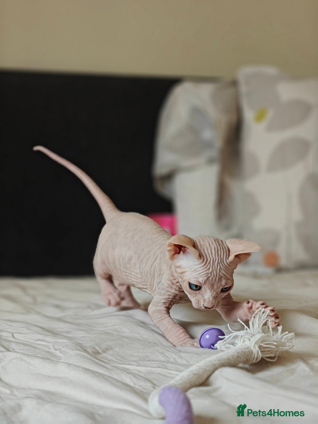Sphynx cats for sale: Pedigree Sphynx Kitten in Bedford - Image 14