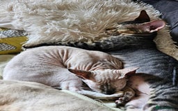 Siamese cats for sale: Beautiful Siamese x sphynx x kittens in Salisbury - Image 40