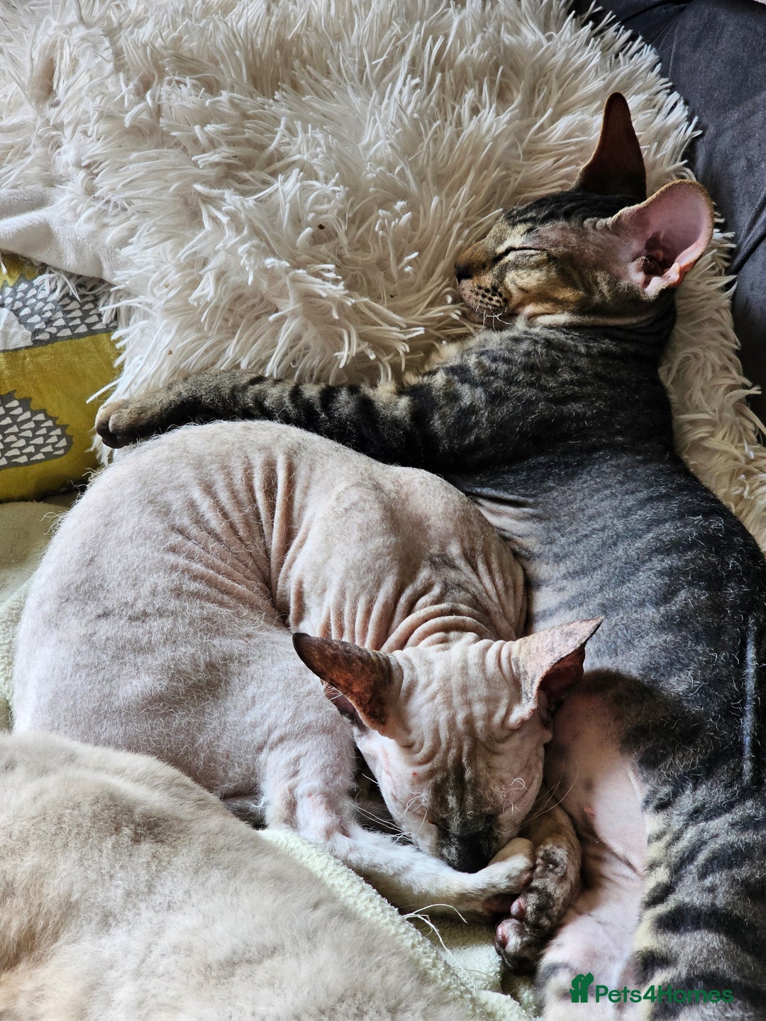 Siamese cats for sale: Beautiful Siamese x sphynx x kittens in Salisbury - Image 40