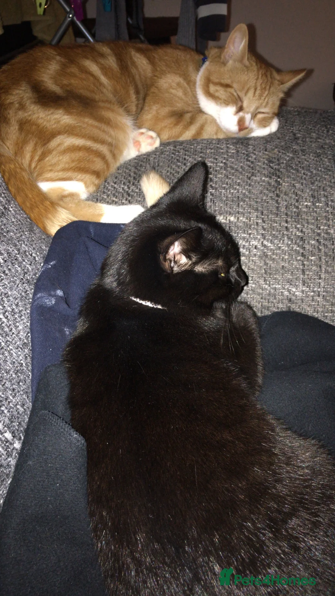 Domestic Shorthair cats for sale: Female cats - Advert 7