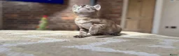 Bengal cats for sale: ⭐⭐⭐ Stunning Rare Charcoal Mink Bengal Kitten ⭐⭐⭐ - Advert 17