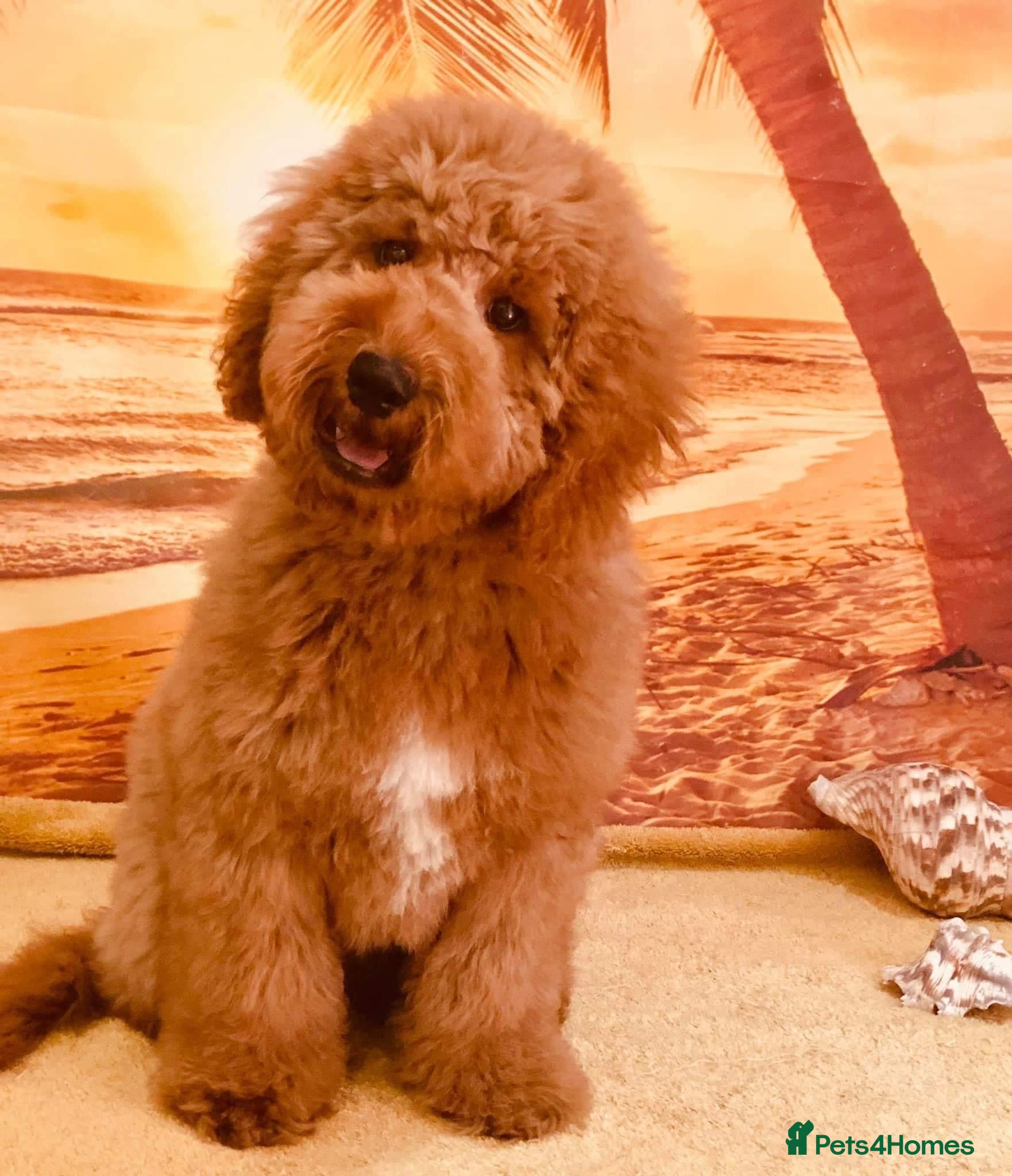Goldendoodle dogs Multigenerational Goldendoodle Girl Licensed - Advert 5