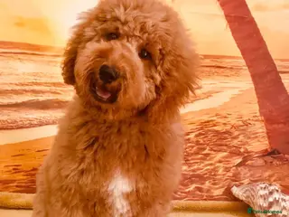 Goldendoodle dogs Multigenerational Goldendoodle Girl Licensed - Advert 5