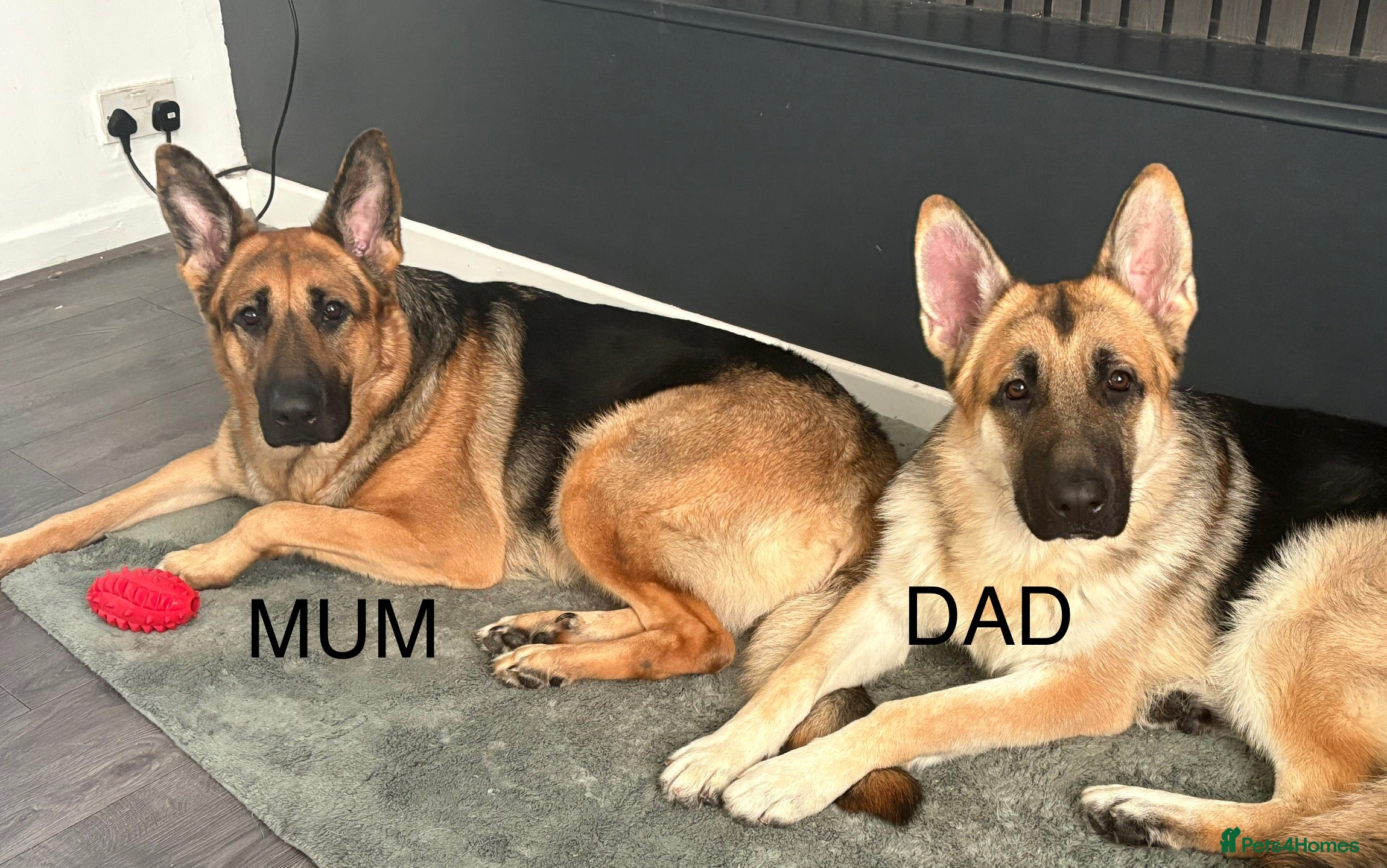 German Shepherd dogs Beautiful German Shepard puppies  - Advert 16