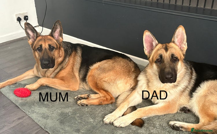 German Shepherd dogs Beautiful German Shepard puppies  - Advert 1