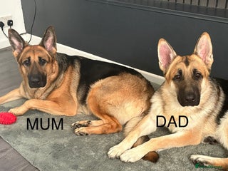 German Shepherd dogs Beautiful German Shepard puppies - Advert 1